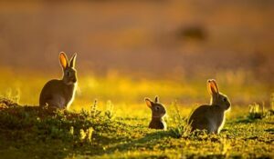 rabbits